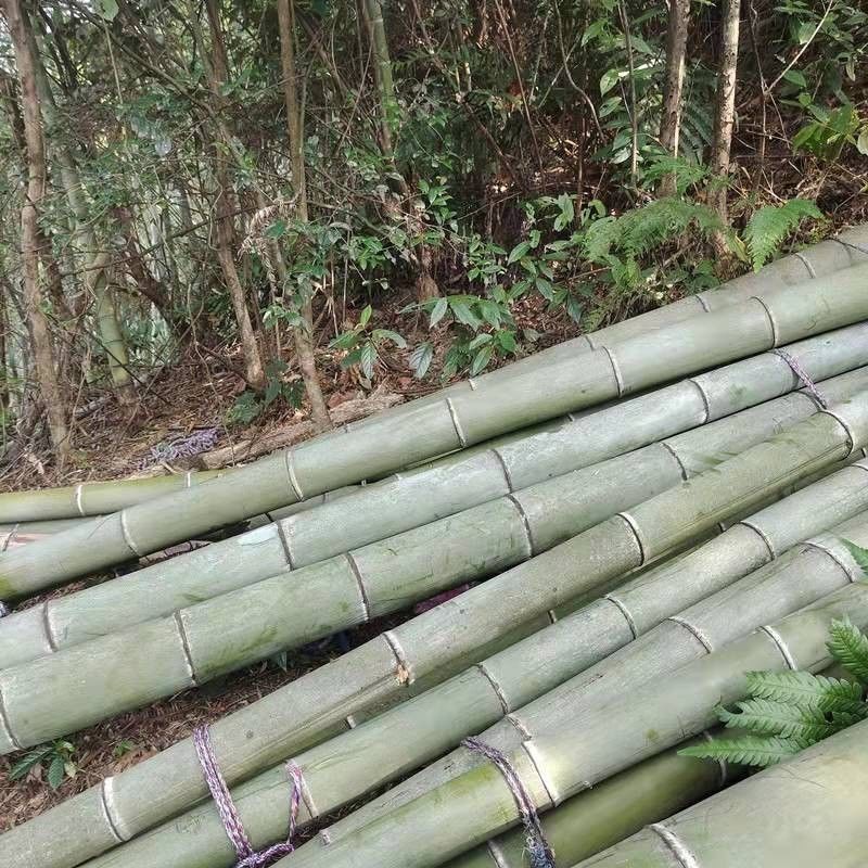 🔥免運🔥桃園出貨🔥手工楠竹扁擔 挑水家用建築工地扁擔 園林裝飾表演道具大小竹扁擔 | 蝦皮購物