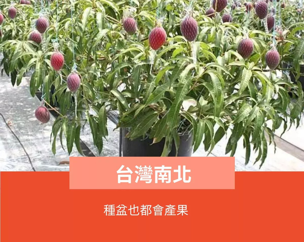 無籽荔枝 精品矮化盆栽 結過果 荔枝樹 鵝蛋荔枝 荔枝苗 大丁香荔枝 果苗 樹苗 矮化果樹 矮化盆栽 矮化果樹 水果 | 蝦皮購物
