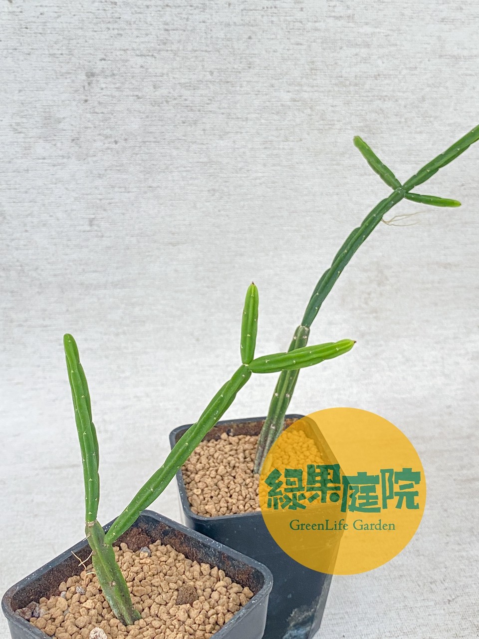 G綠果庭院 雨林仙人掌 吉拿棒Rhipsalis pentaptera 槲寄生仙人掌 驚奇植物療癒小物 陽台｜室外 | 蝦皮購物
