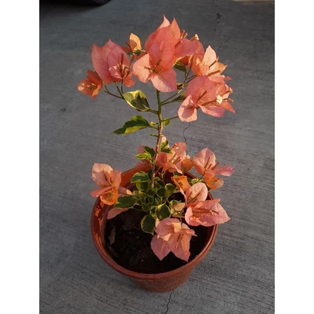 斑葉台灣姑娘 5吋盆