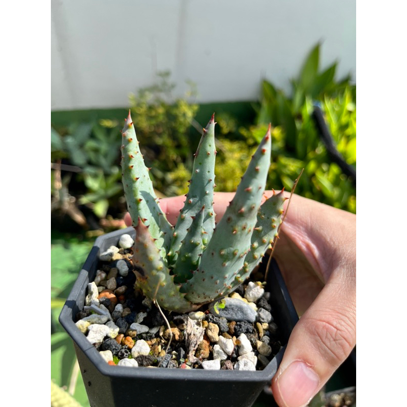 屋頂叢林】雷鳥錦aloe reitzii 蘆薈多肉植物實生單株| 蝦皮購物