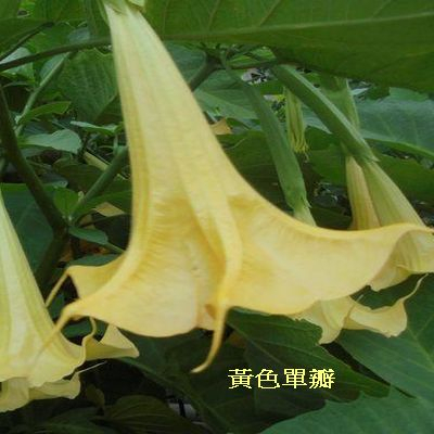 曼陀羅苗共有7種花色可選| 蝦皮購物