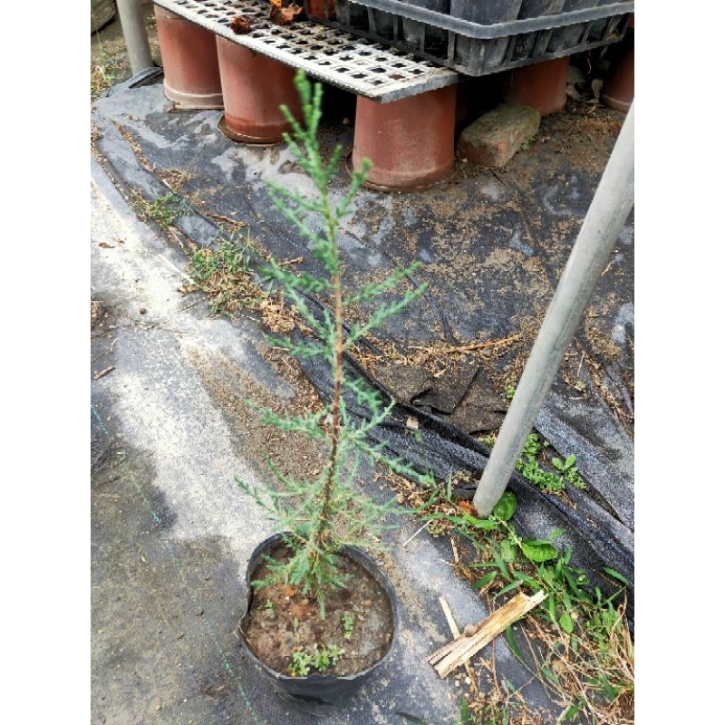 龍柱柏，義大利直柏，十棵，1500元，免運 | 蝦皮購物