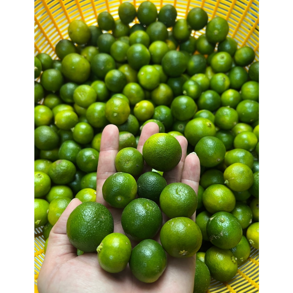 金吉/四季金桔/自然農法/自產自銷 | 蝦皮購物