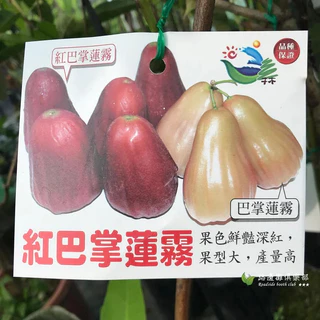 黑金剛蓮霧｜優惠推薦- 蝦皮購物- 2025年10月