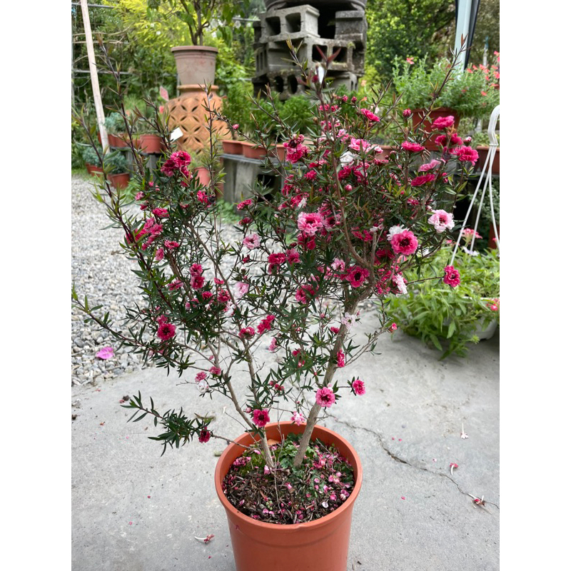 霏霏園藝松紅梅6吋盆特價380元8吋特價500元| 蝦皮購物