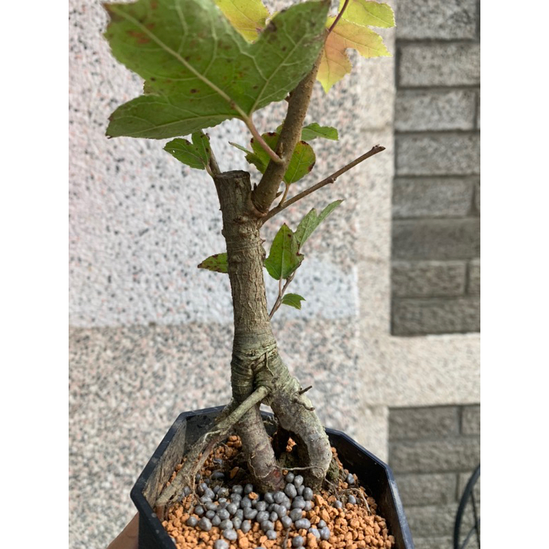 小品盆栽楓｜盆栽