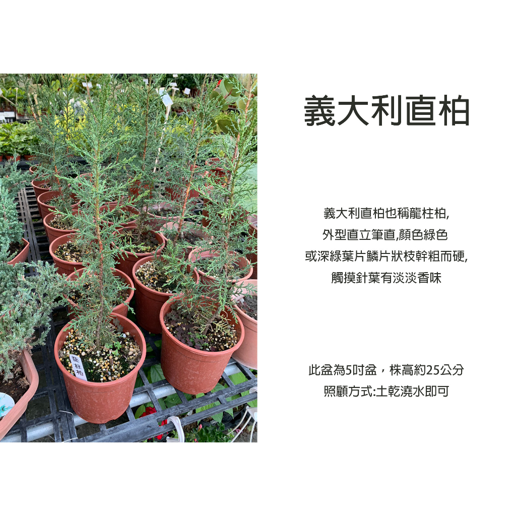 心栽花坊-義大利直柏/龍柱柏/5吋/高經濟植物/綠化植物/綠籬植物/松杉柏檜/特價240 | 蝦皮購物