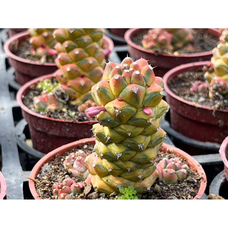 多肉好好買】三寸盆將軍葛錦多肉植物現貨| 蝦皮購物