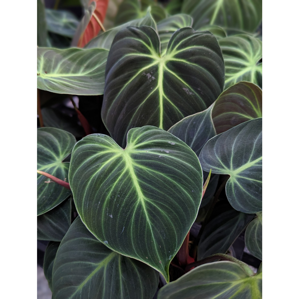 開心農元-觀葉植物- 巧克力紅蔓綠絨Philodendron rubrijuvenile 