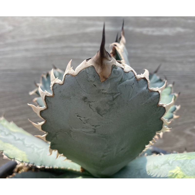 獅毛嚴龍龍舌蘭AGAVE 嚴龍《療癒、舒壓》#塊根#大戟#棒槌#多肉 獅毛嚴龍龍舌蘭AGAVE 嚴龍《療癒、舒壓》#塊根#大戟#棒槌#多肉