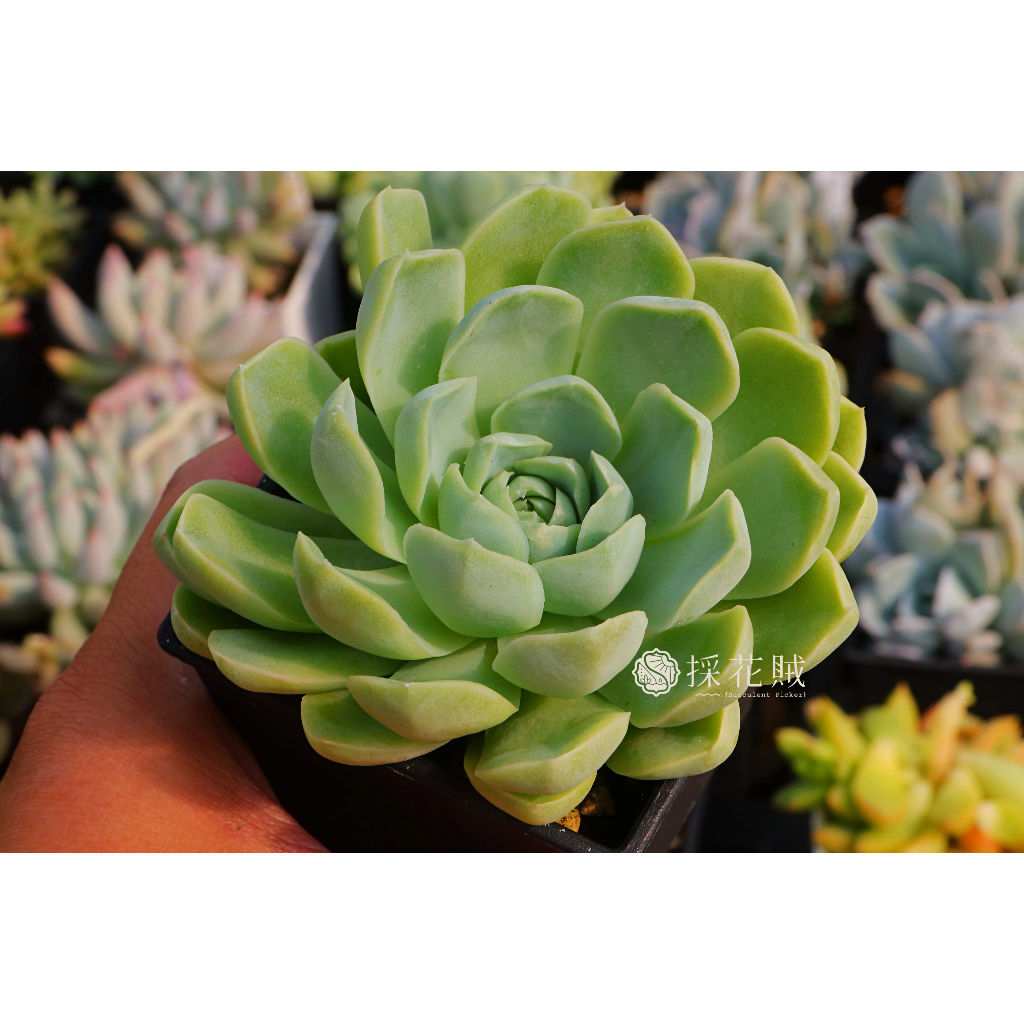 ❁採花❁ 月影之宵-多肉植物/療癒盆栽/園藝| 蝦皮購物