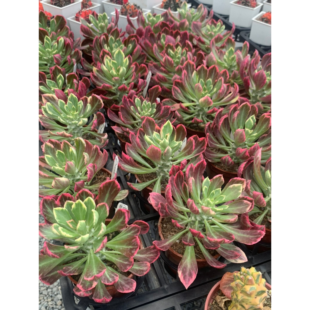 麗加-蒼龍閣錦(翡翠閣錦)-多肉植物-美斑錦品-數量不多-稀有限量 | 蝦皮購物