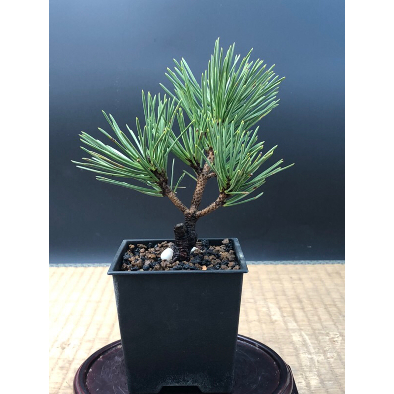 盆栽素材 黒松旭龍-1 盆栽素材 黒松旭龍-1 盆栽素材 黒松旭龍-1 黒松の新品種・