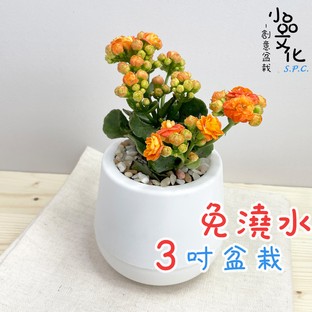 含苞現貨】【小品文化】長壽花3吋雪胖免澆水盆栽室內植物開花