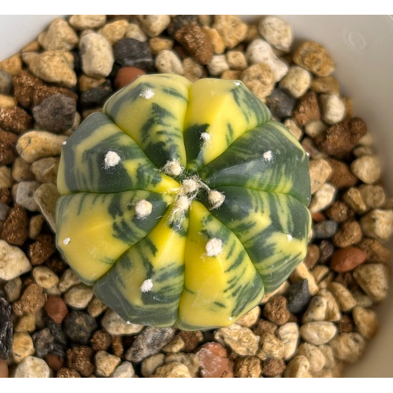 仙人掌（兜錦）實生播種 | 蝦皮購物