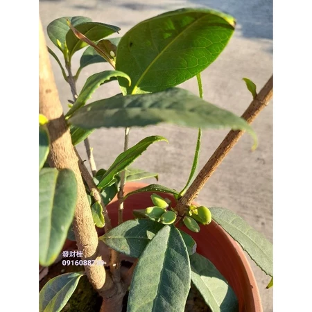 各式桂花盆栽 發財桂