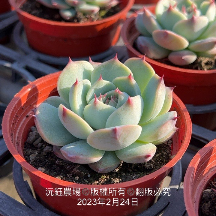 沅鈺農場多肉植物桃太郎（露養植物輕微曬傷） | 蝦皮購物