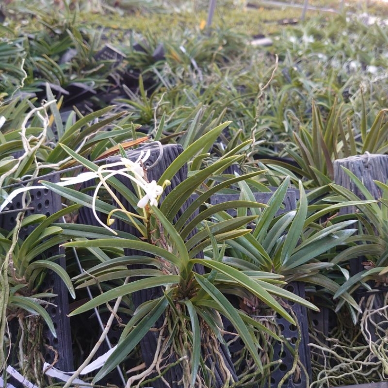 日本風蘭（富貴蘭）Neofinetia falcata | 蝦皮購物