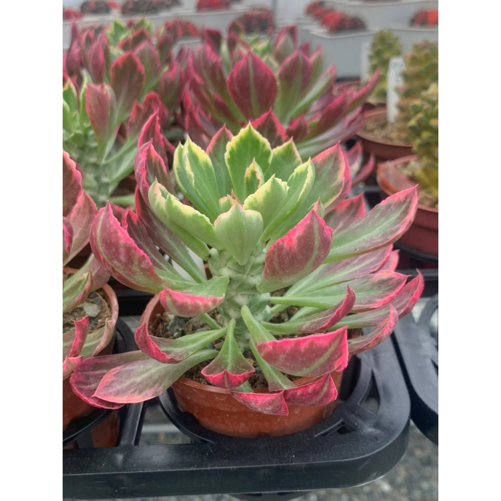 麗加-蒼龍閣錦(翡翠閣錦)-多肉植物-美斑錦品-數量不多-稀有限量 | 蝦皮購物