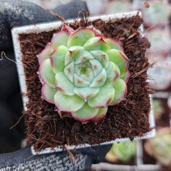 多肉很好買海王多肉植物多肉熊童子微根| 蝦皮購物