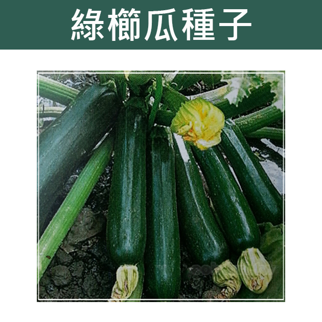 【全館590免運】夏南瓜-綠櫛瓜(輝青)種子summer squash黃櫛瓜(阿珍)種子-橘黃 瓜果 蔬果 童話園藝 | 蝦皮購物