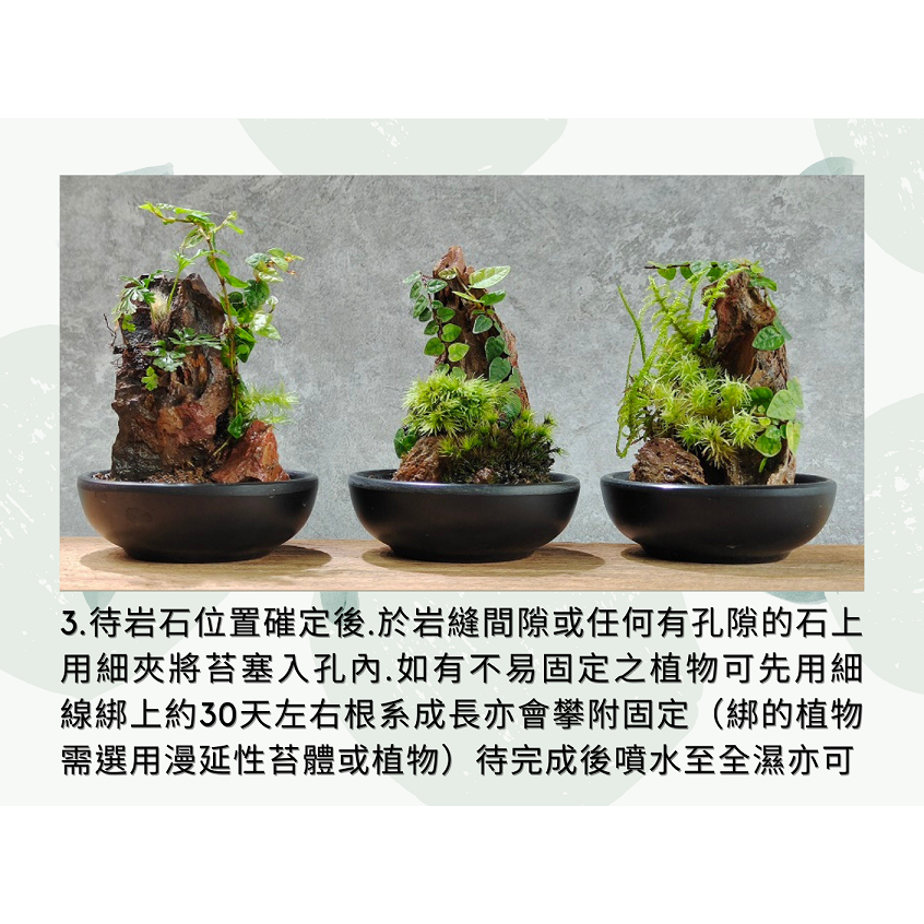 盆栽裝飾- 園藝植作優惠推薦- 居家生活2023年10月| 蝦皮購物台灣