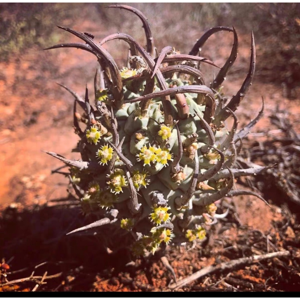 【塊根英雄】鬥牛角大戟種子/Euphorbia Schoenlandii/大戟科/豪邁奔放的鬥牛角大戟 | 蝦皮購物