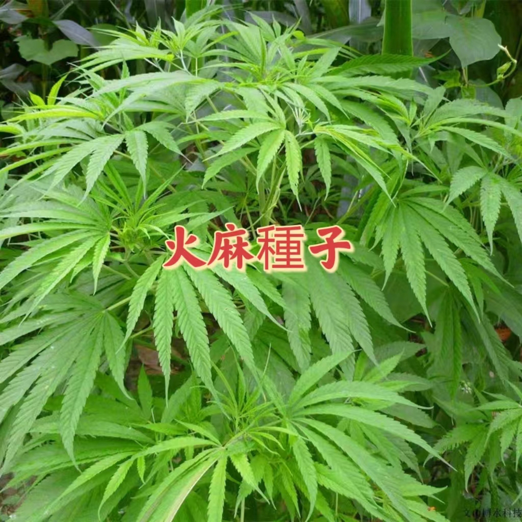 【農莊種子之家】藥材種子 茼麻種子 火麻種子 茼麻種子 胡麻種子 超高發芽箓 速發 | 蝦皮購物