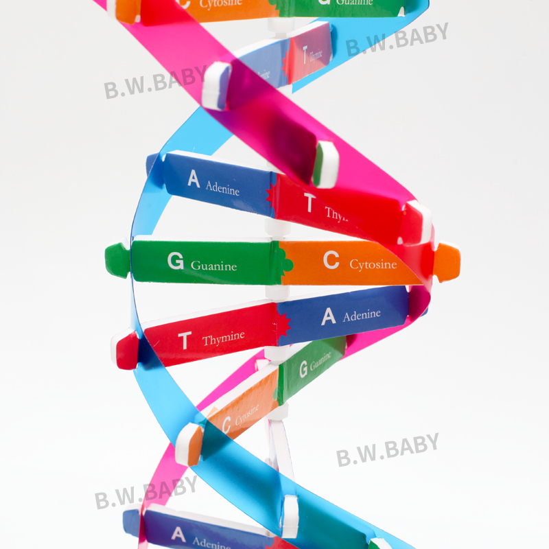 科學DIY★人體基因DNA模型 ★ 科學教材包 STEAM 物理 材料包 益智玩具 DNA | 蝦皮購物