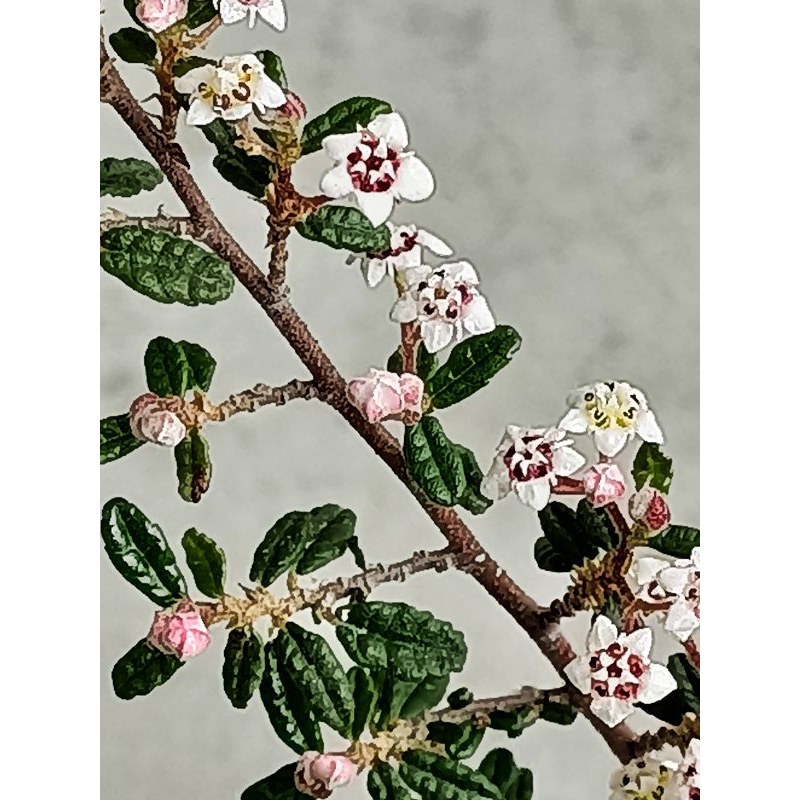 天皇 梅 盆栽 天皇梅 の花翠鉢植えで名残惜しむ春 和翠 わ
