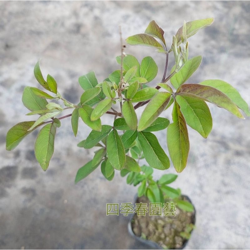 【四季春園藝】黃荊 盆苗 盆栽 七葉埔姜 五葉埔姜 埔姜仔 埔荊茶 牡荊 埔姜 埔姜仔 臺灣牡荊 黃肉埔姜 聖潔莓樹 | 蝦皮購物