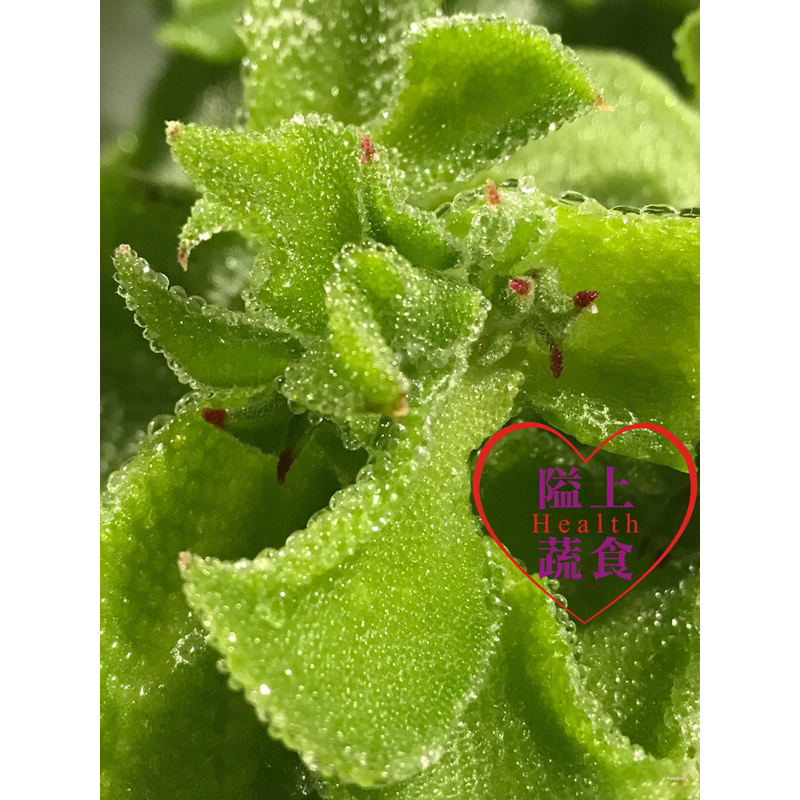 ⚠️澎湖冰花季結束⛔️下一個冬天再見🔜最優質的澎湖冰花盡在👉隘上蔬食【二姐的澎湖冰花】💯澎湖在地小農🥬天天新鮮現採👍 | 蝦皮購物