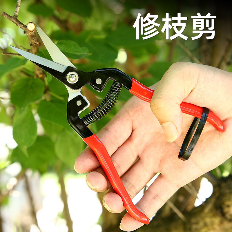 【元】疏果修枝專用 花剪 枝剪 直頭葡萄修果剪 剪刀 直頭採果剪子水果果樹 摘果剪 台灣現貨 | 蝦皮購物