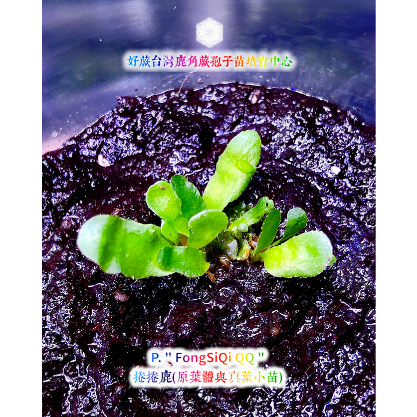 🦌🌱捲捲鹿角蕨FSQ，孢子苗（小苗與配子體）約5～30株。💗 優惠380元