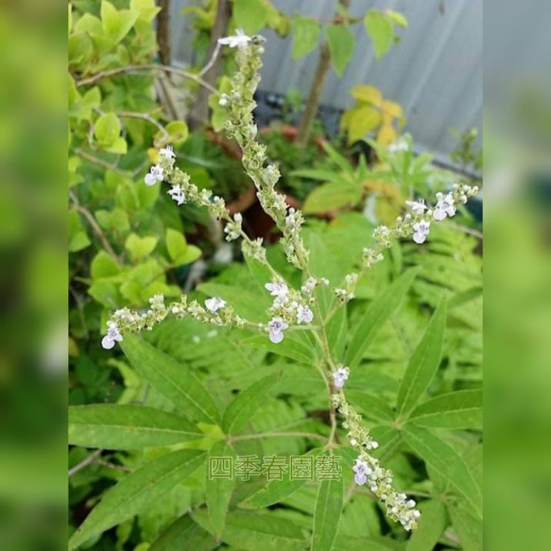 【四季春園藝】黃荊 盆苗 盆栽 七葉埔姜 五葉埔姜 埔姜仔 埔荊茶 牡荊 埔姜 埔姜仔 臺灣牡荊 黃肉埔姜 聖潔莓樹 | 蝦皮購物