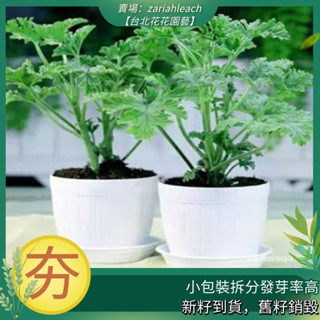 香草驅蚊- 優惠推薦- 2023年12月| 蝦皮購物台灣