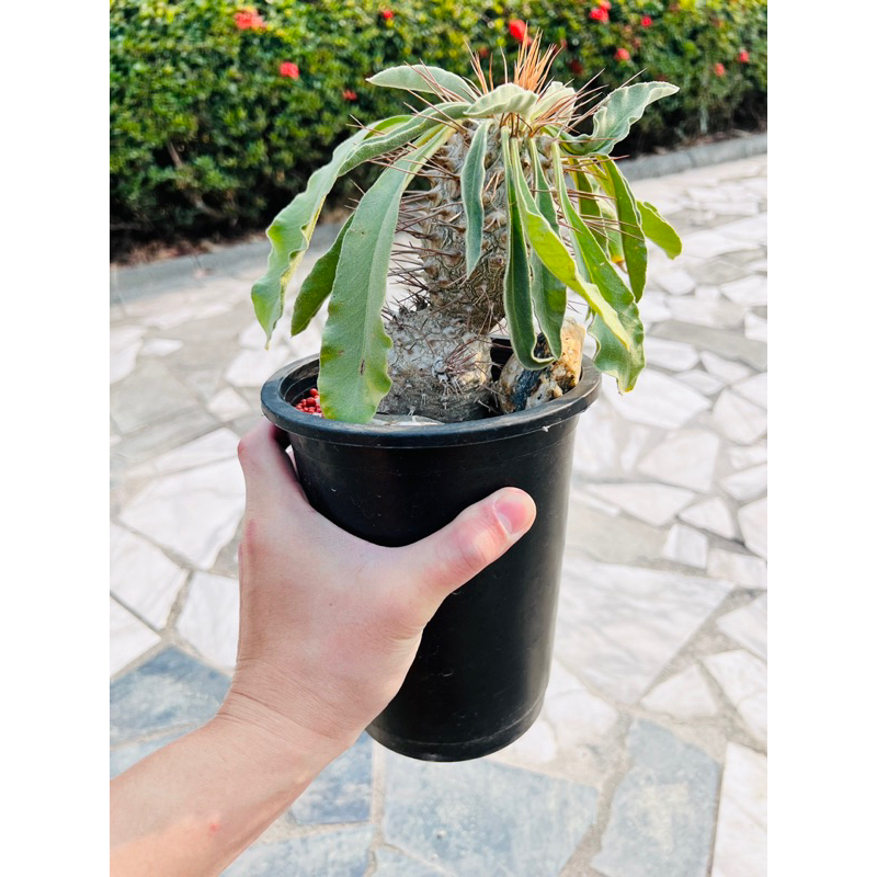 23/3/2更新］光堂Pachypodium namaquanum 多肉塊根| 蝦皮購物