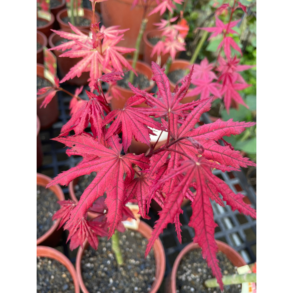 花田厝-楓葉-楓樹苗_日本楓樹((天城時雨))_5吋盆 色彩豐富 深紅葉 | 蝦皮購物