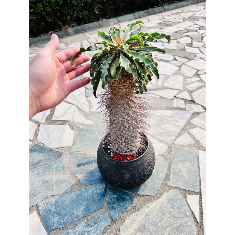 23/3/2更新］光堂Pachypodium namaquanum 塊根植物| 蝦皮購物