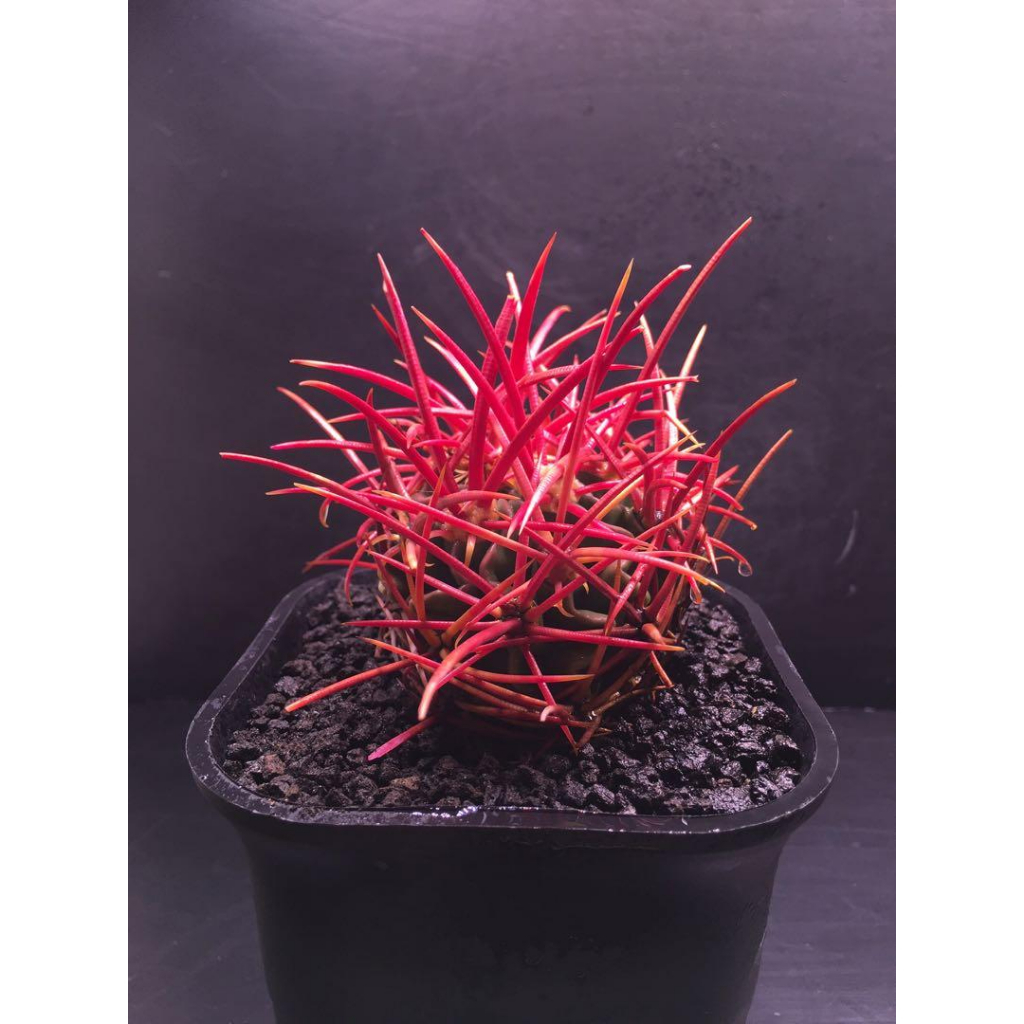 塊根英雄】大龍冠種子Echinocactus polycephalus/大龍冠/ 仙人掌科金琥屬| 蝦皮購物