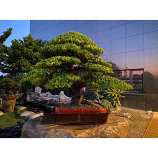 真柏中品盆景- 比價撿便宜- 優惠與推薦- 2023年8月