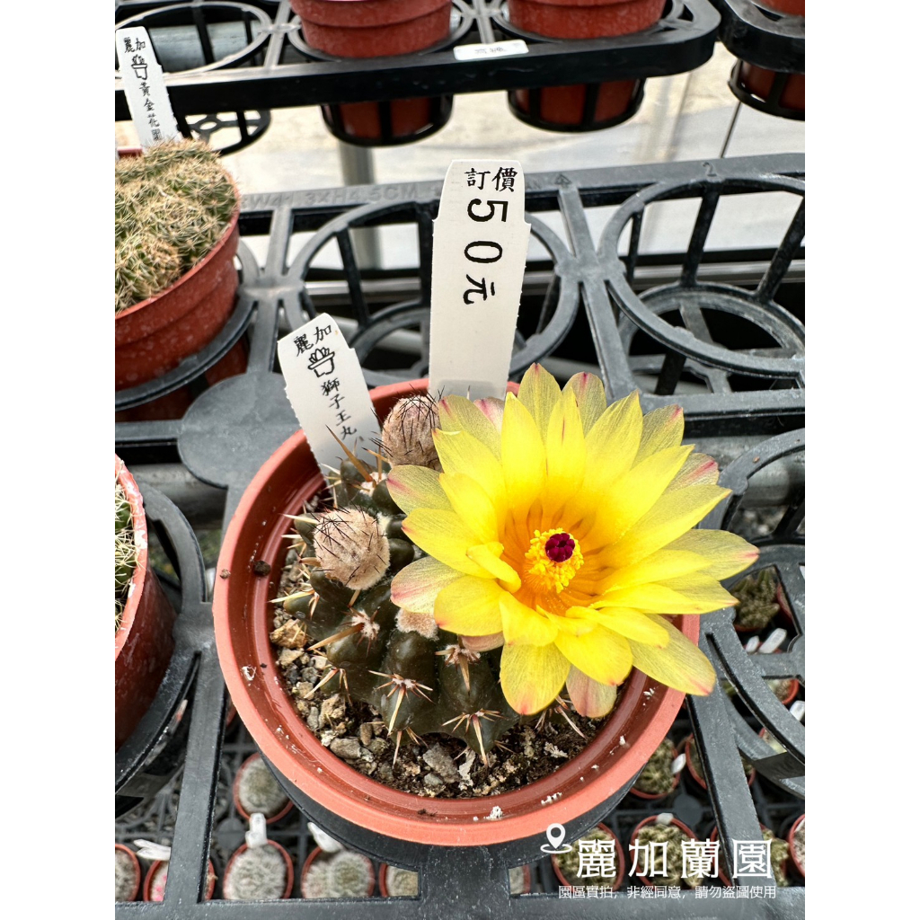 麗加-獅子王丸-多肉植物-仙人掌、仙人球-會開花、仙人掌，開大黃花、很  