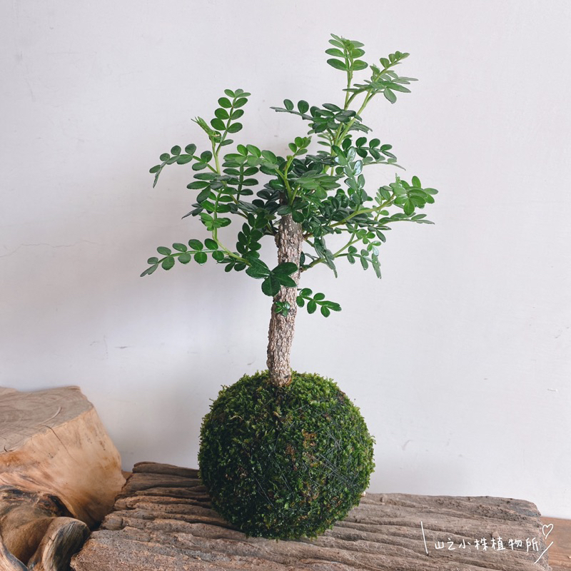 山之小株植物所 小樹系列。胡椒木青苔球 桌上型小樹 觀葉植物 | 蝦皮購物