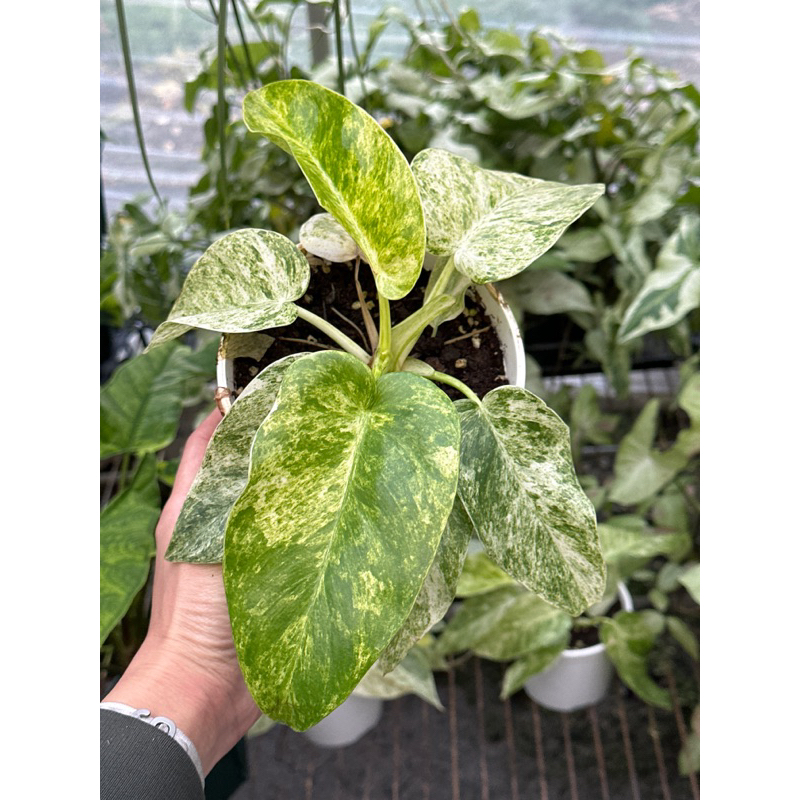 極美株】スキンダプサス Green on green variegated-