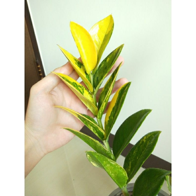 金錢樹錦/美鐵芋錦 錦斑 塊根/塊莖/觀葉 | 蝦皮購物