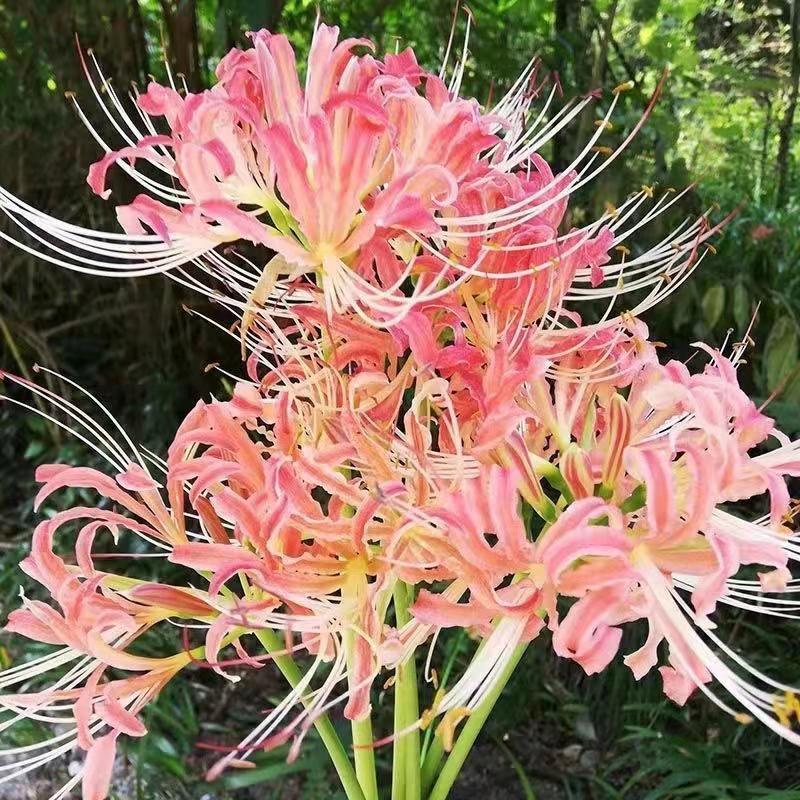 Amazon｜山久 造花 彼岸花 6本セット 曼珠沙華 FM8392 シルク