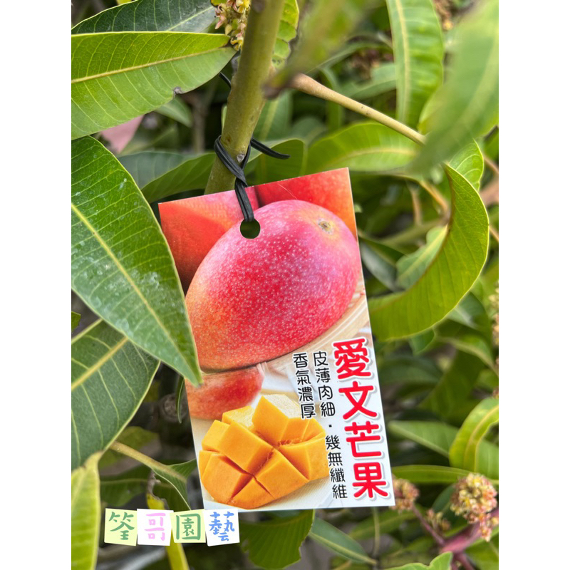 【筌哥園藝】（請先聊聊）芒果樹｜愛文芒果｜一米半高 | 蝦皮購物