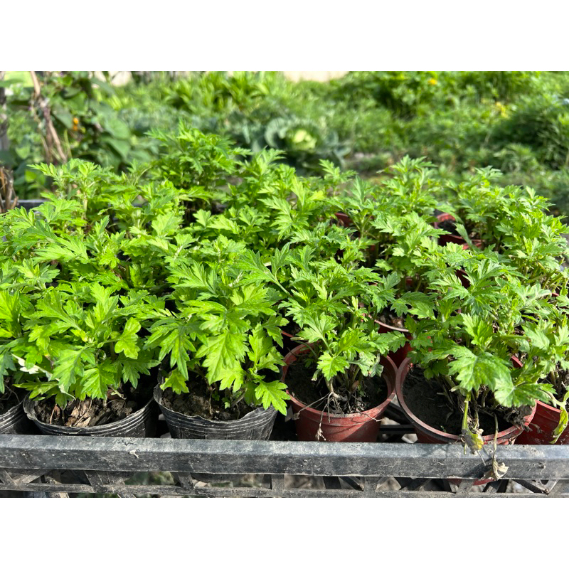 艾草苗一棵10元 (台灣最古老的本土品種:五月艾/20-30棵一盆) 適合食用/艾草苗不一定有葉子 !除瘴驅邪氣 | 蝦皮購物