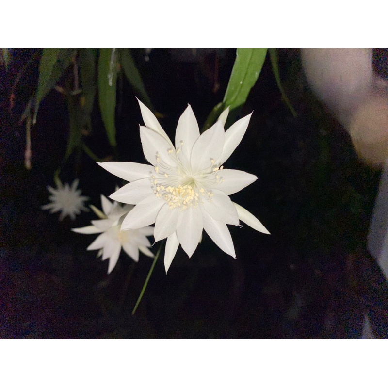 姬曇花 迷你曇花 Epiphyllum pumilum 雨林植物 | 蝦皮購物